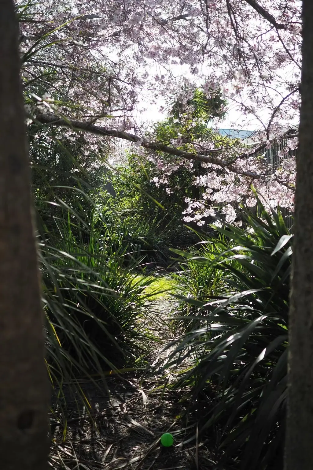 Flowering tree in the outdoor play area