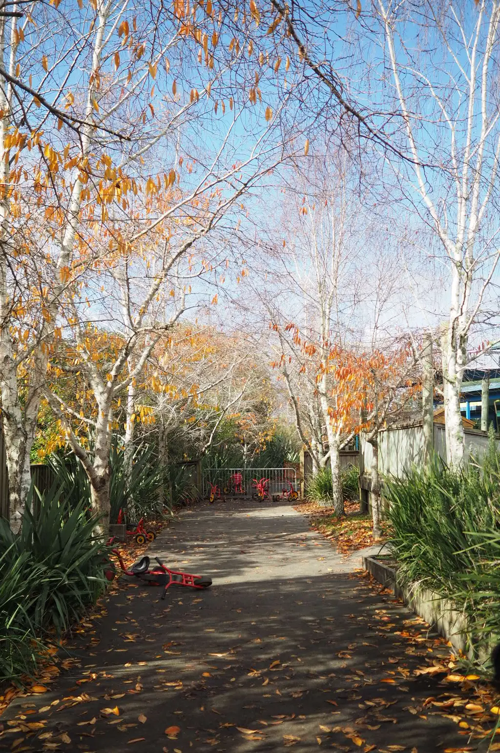 Tree-lined path in the outdoor area